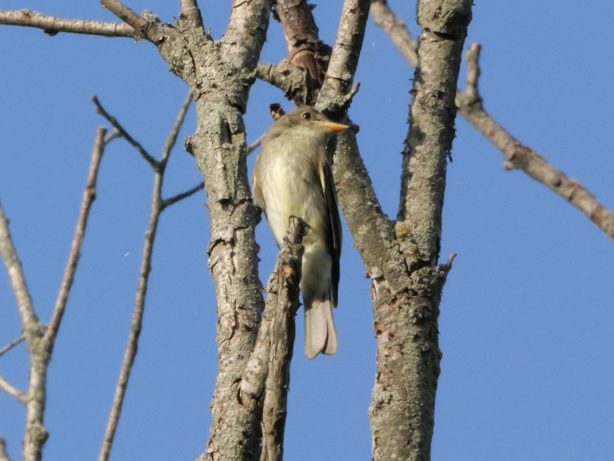 Eastern Wood-Pewee - ML643565287