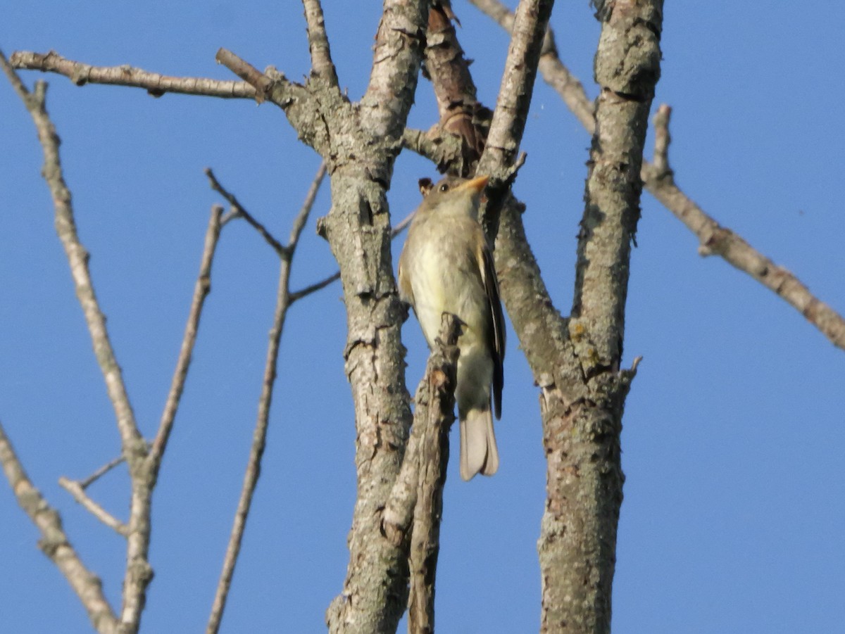 Eastern Wood-Pewee - ML643565288