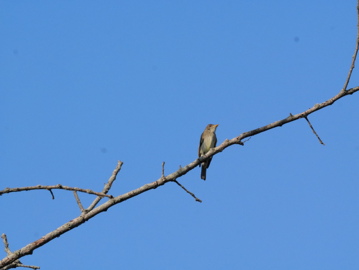 Eastern Wood-Pewee - ML643565290