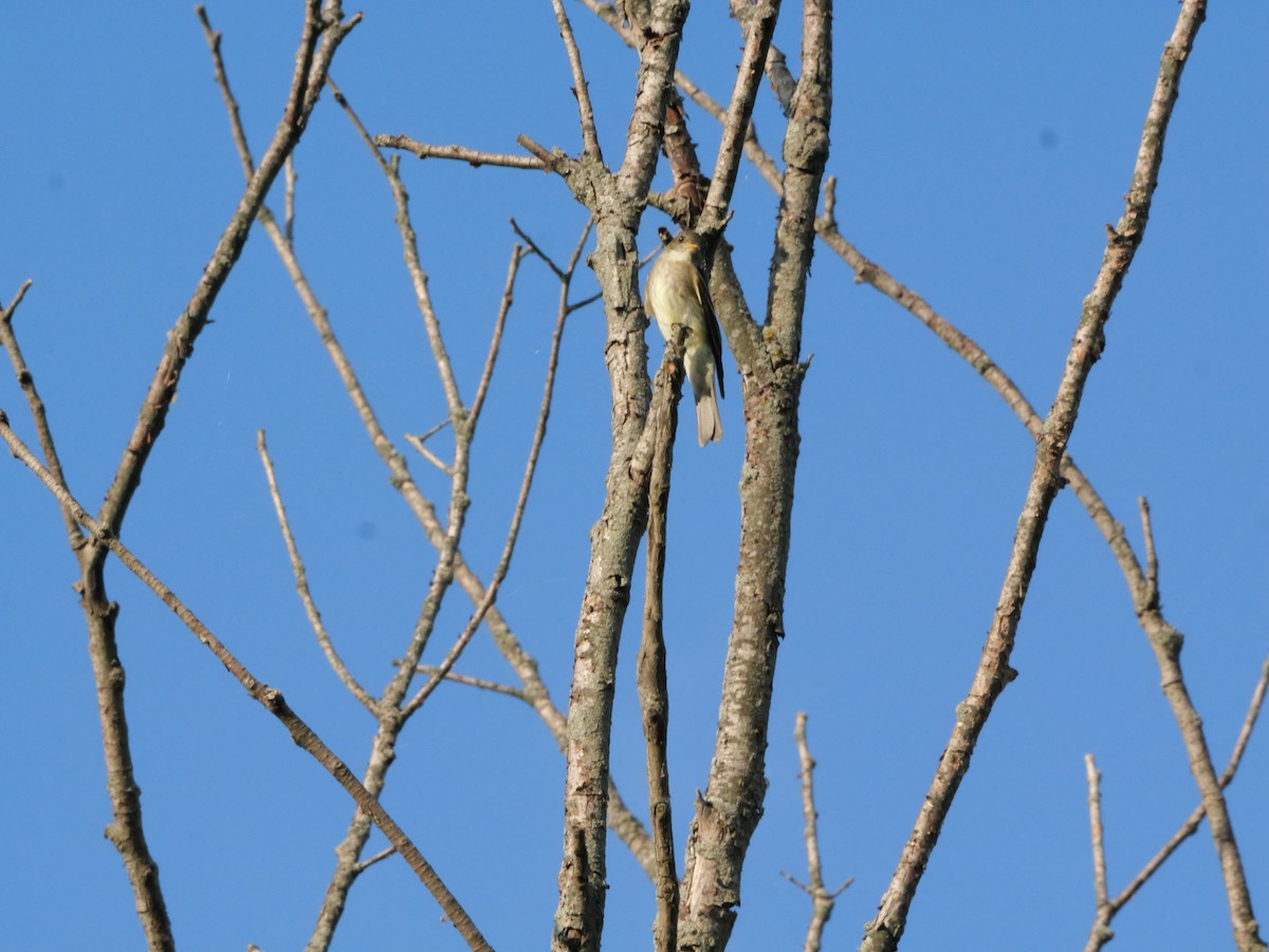 Eastern Wood-Pewee - ML643565292