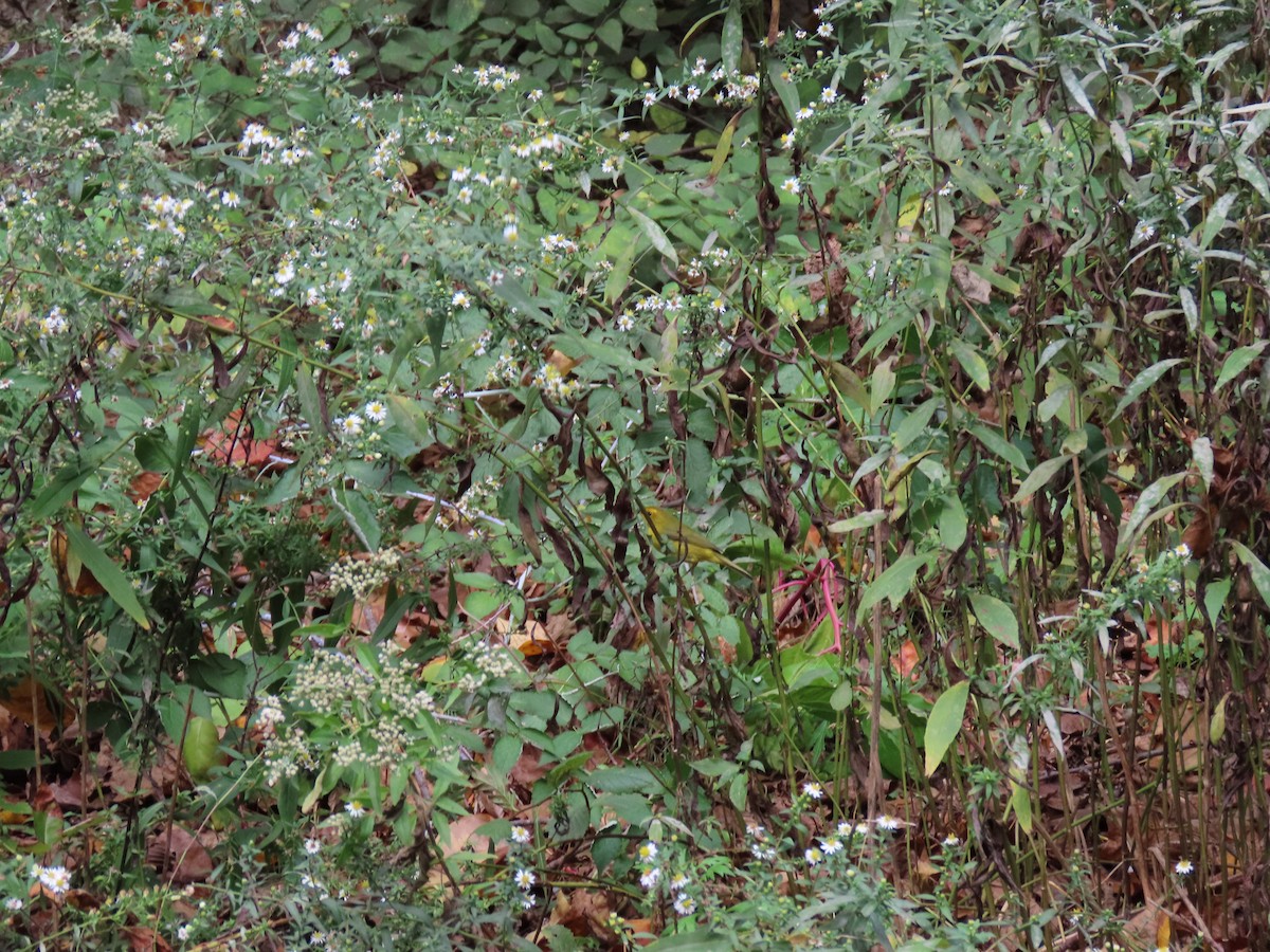 Wilson's Warbler - ML643565306