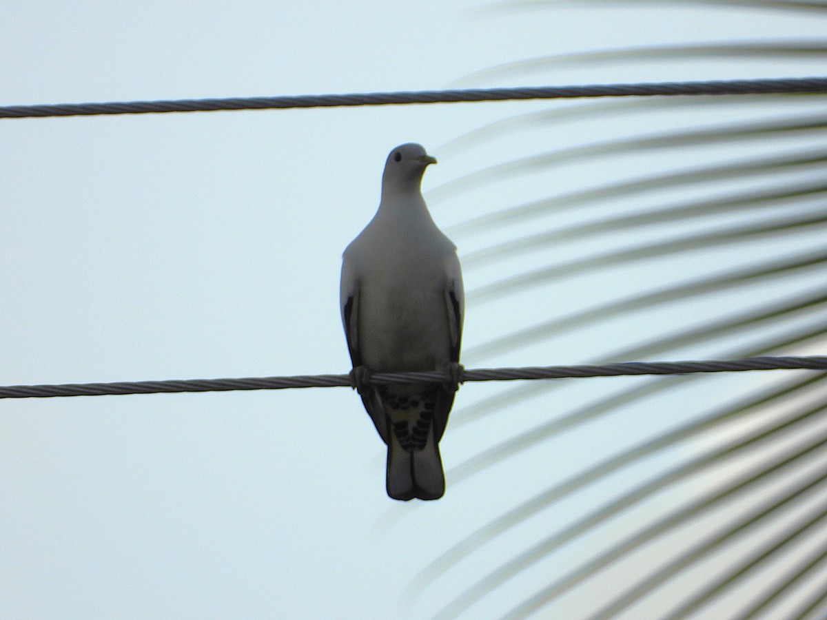 Torresian Imperial-Pigeon - ML643565307