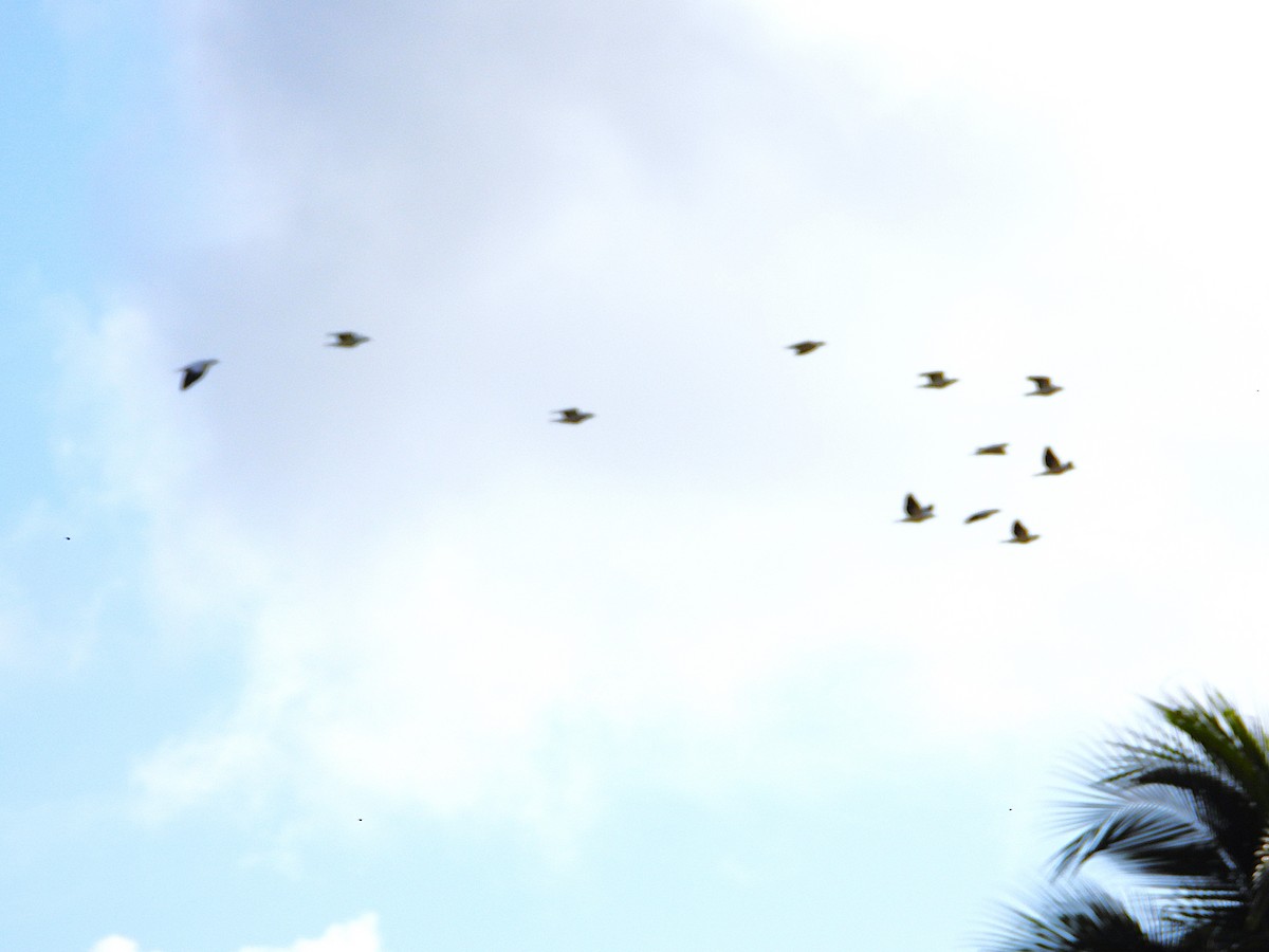 Torresian Imperial-Pigeon - ML643565312