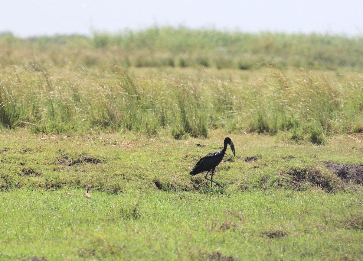 African Openbill - ML643565313