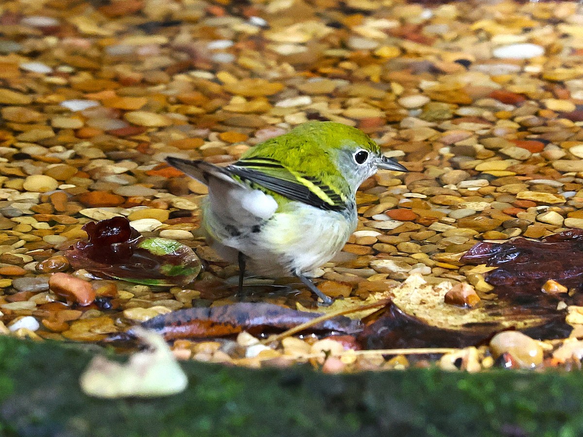 Chestnut-sided Warbler - ML643565329