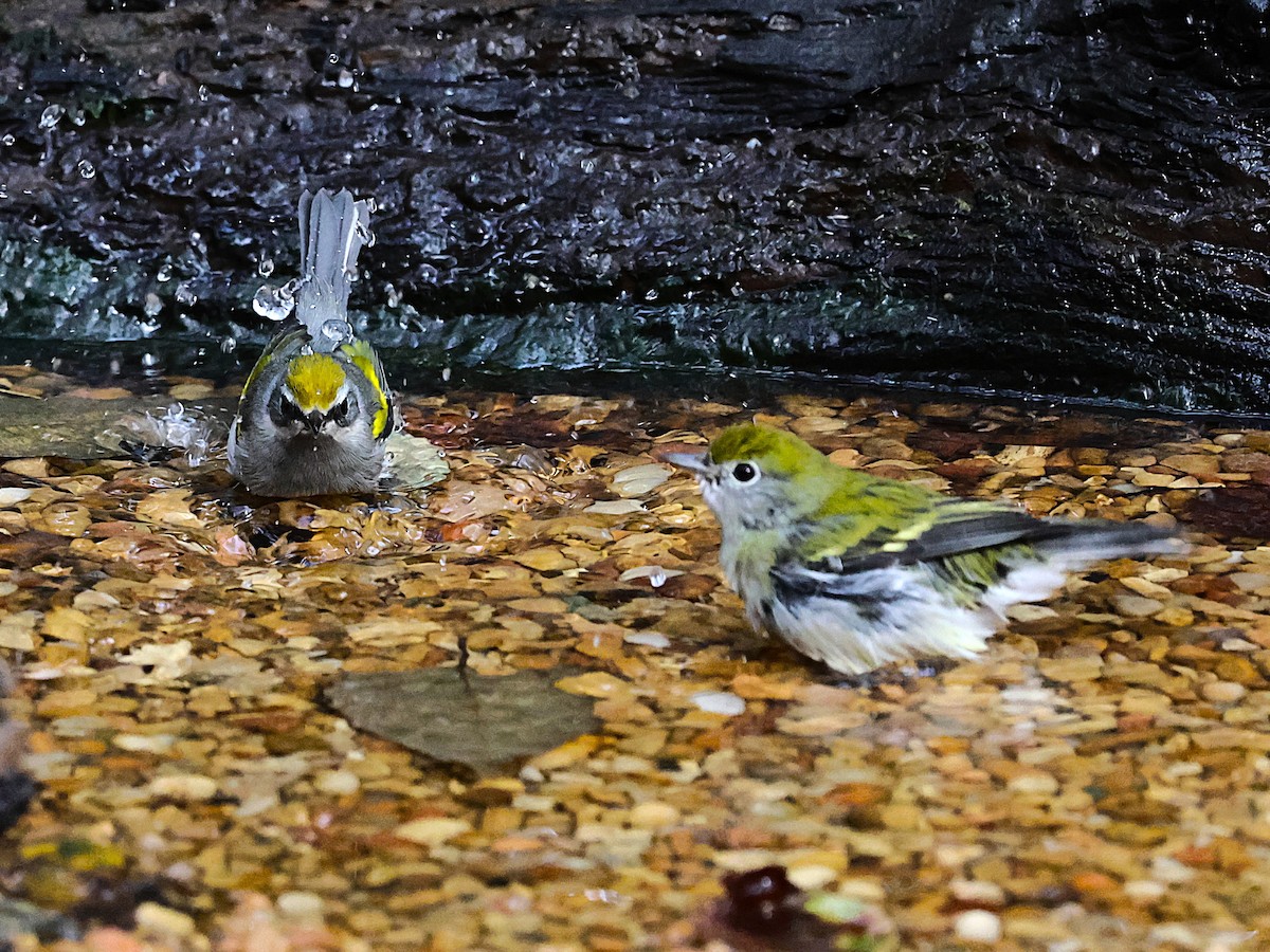 Chestnut-sided Warbler - ML643565330