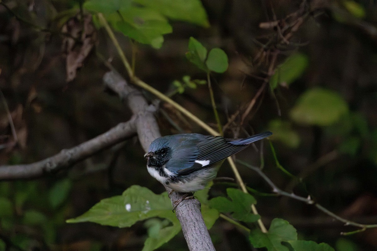 blåparula - ML643565333