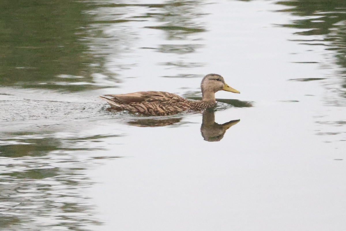Mexican Duck - ML643565335