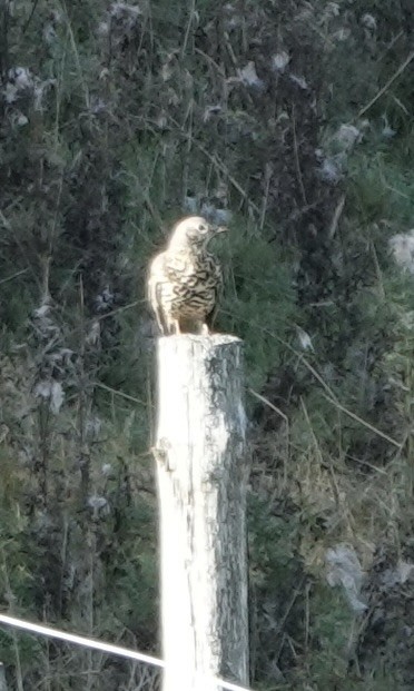 Mistle Thrush - ML643565340