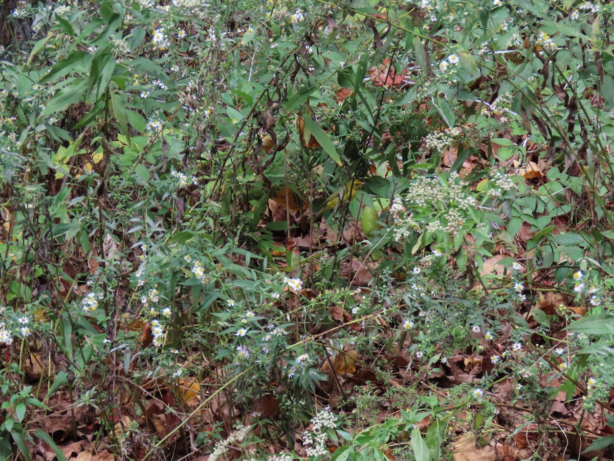 Wilson's Warbler - ML643565341