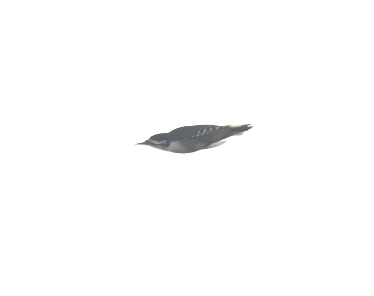 Black-backed Woodpecker - ML643565342