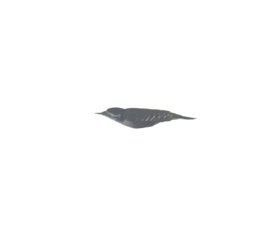 Black-backed Woodpecker - ML643565343