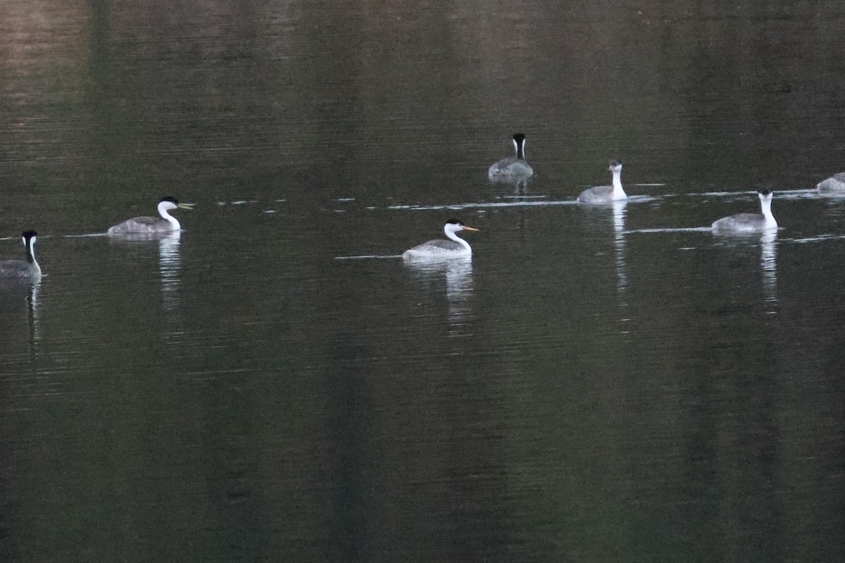 Western Grebe - ML643565344