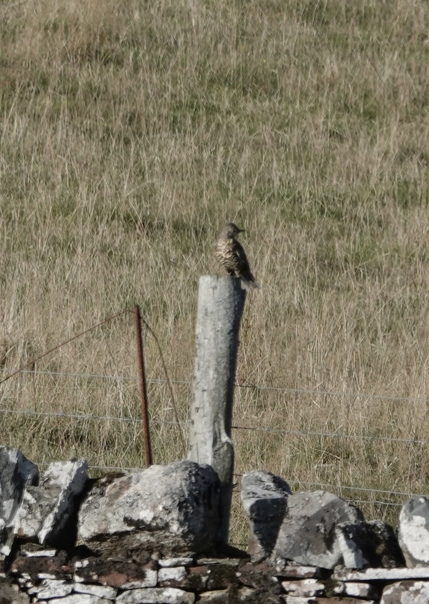 Mistle Thrush - ML643565345