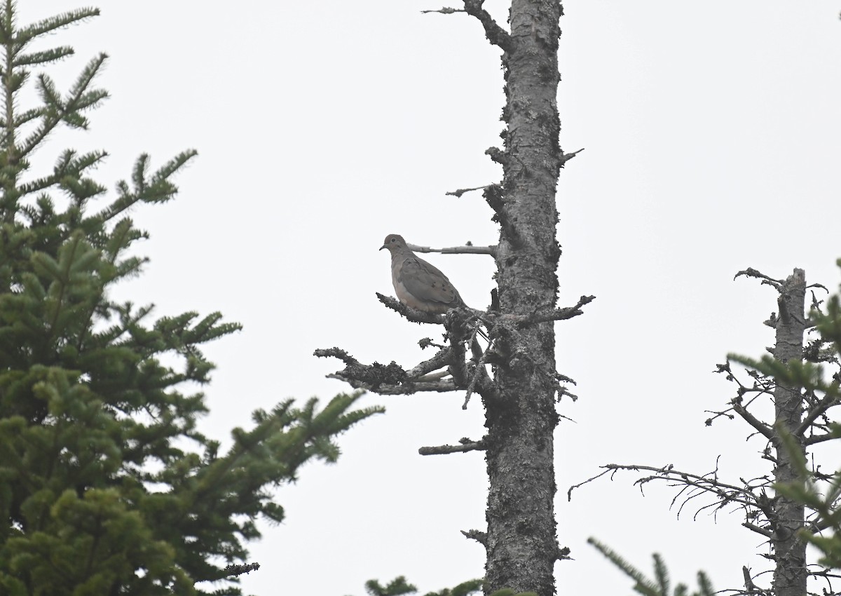 Mourning Dove - ML643565350