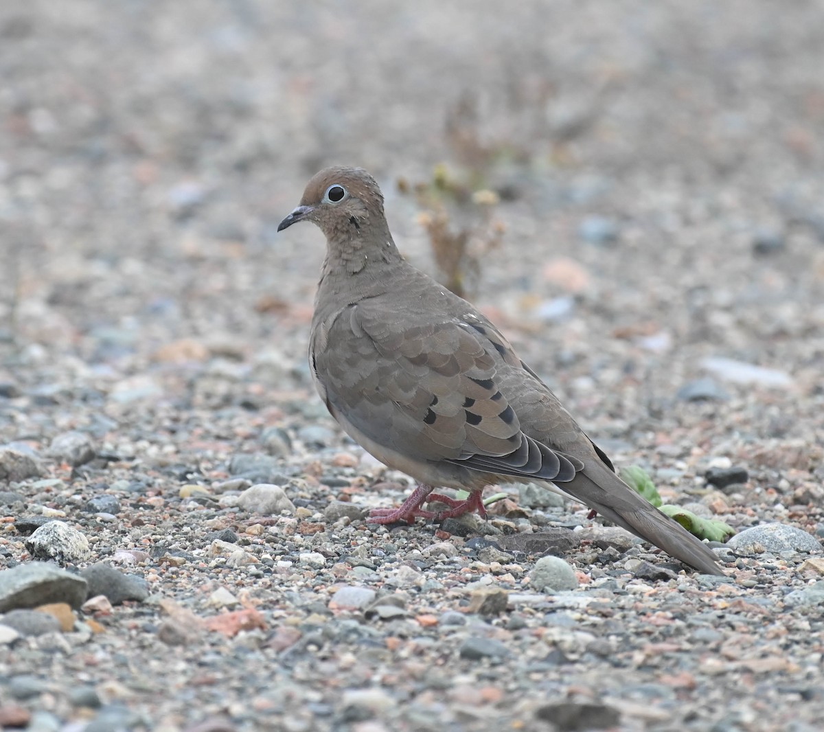 Mourning Dove - ML643565351