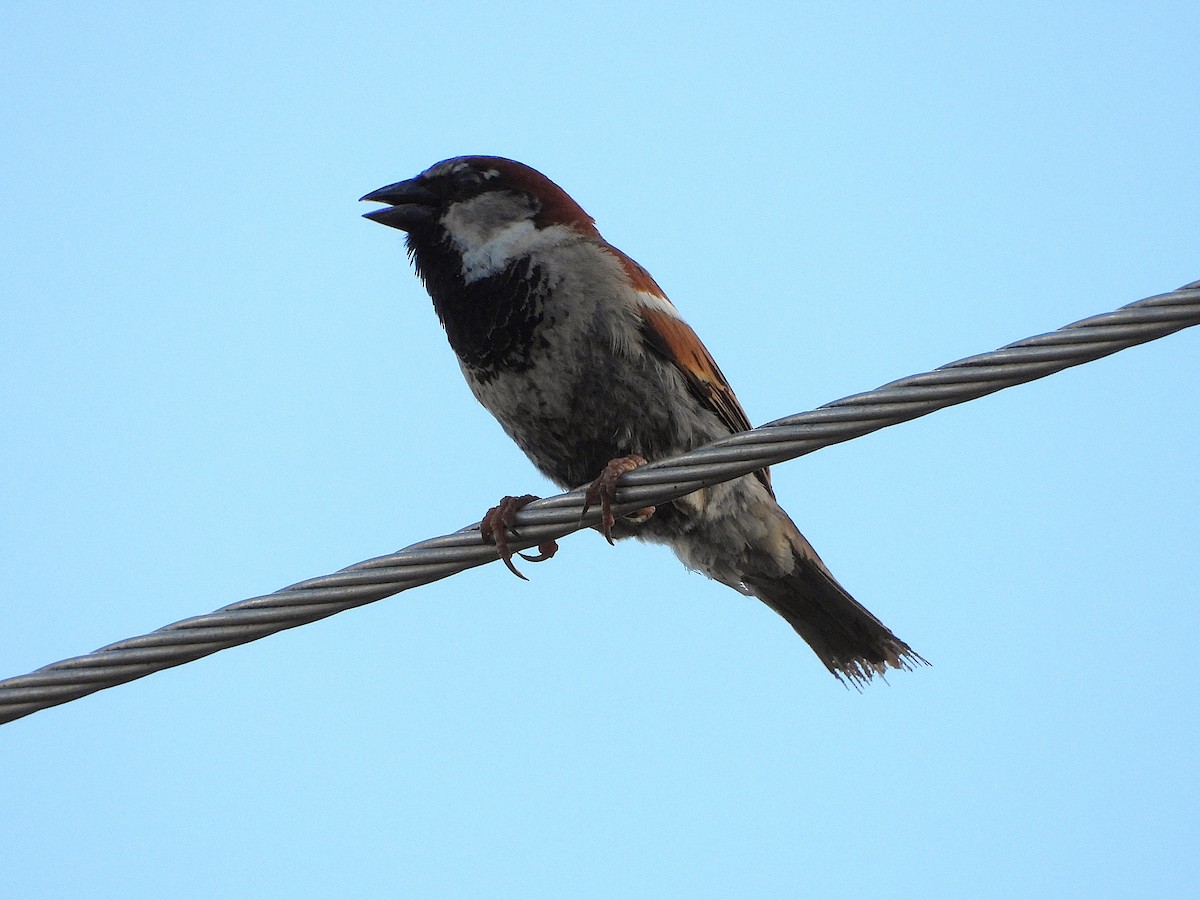 House Sparrow - ML643565357