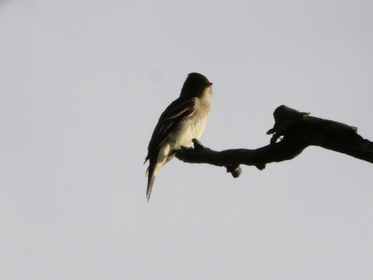 Eastern Wood-Pewee - ML643565359