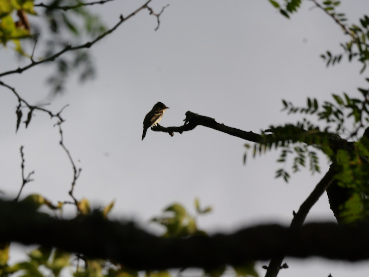 Eastern Wood-Pewee - ML643565360