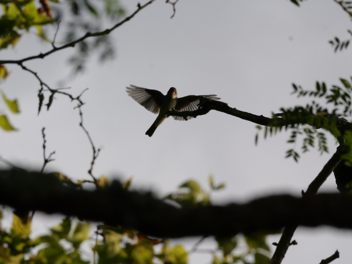 Eastern Wood-Pewee - ML643565361