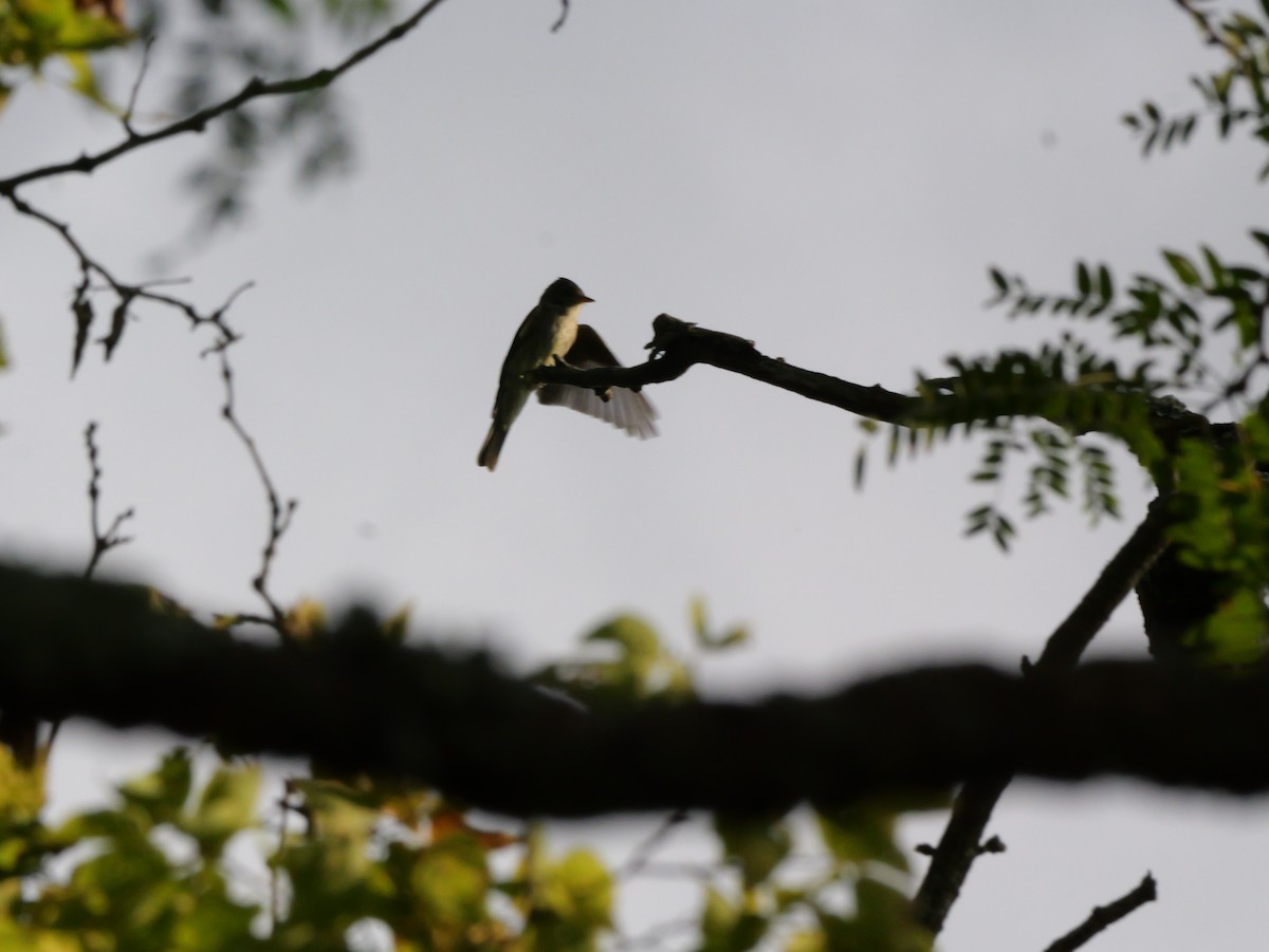 Eastern Wood-Pewee - ML643565362