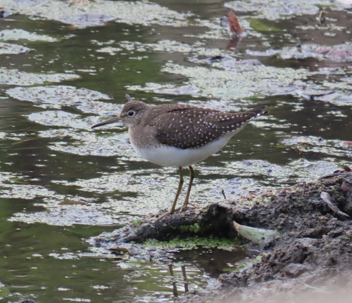 Solitary Sandpiper - ML643565363