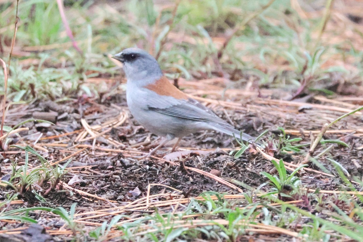 Dark-eyed Junco (Red-backed) - ML643565365