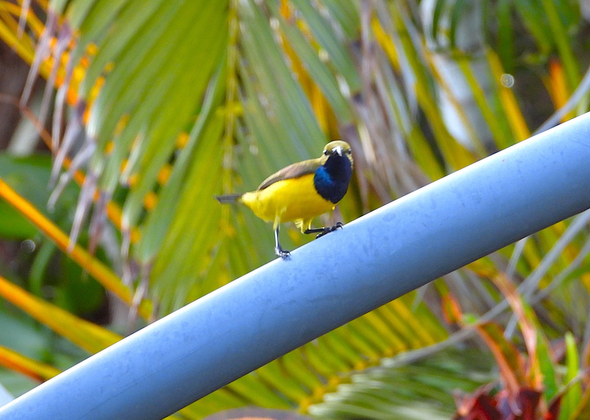 Sahul Sunbird - ML643565373