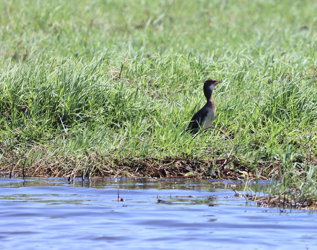 Reed Cormorant - ML643565378