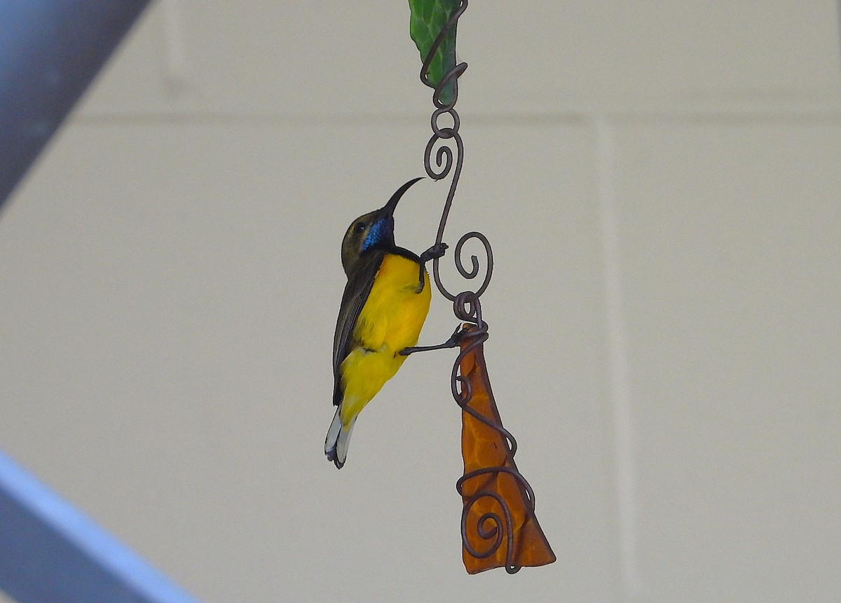 Sahul Sunbird - ML643565382