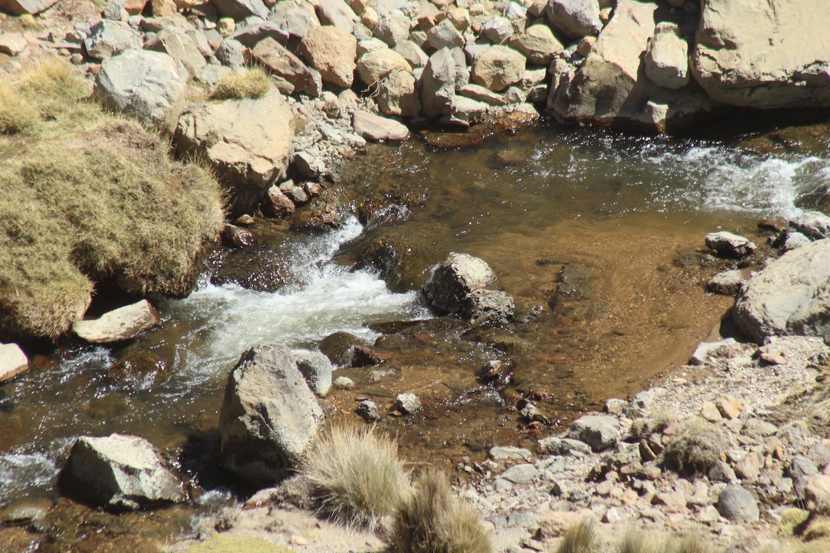 Torrent Duck - ML643565386