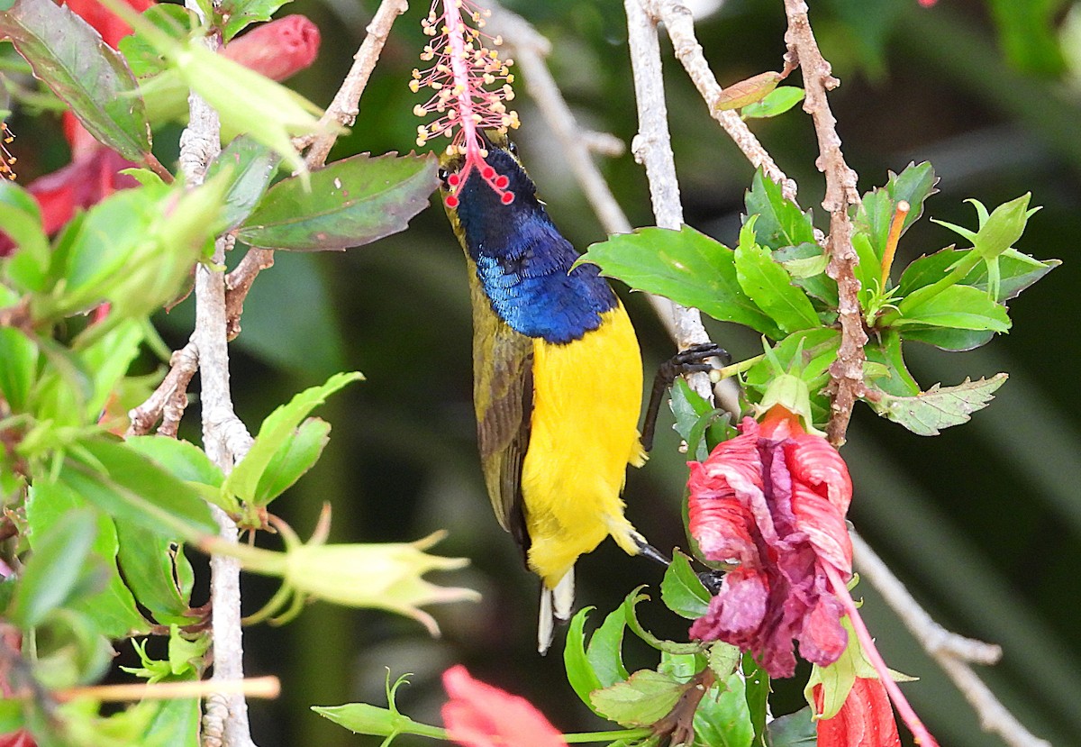 Sahul Sunbird - ML643565388