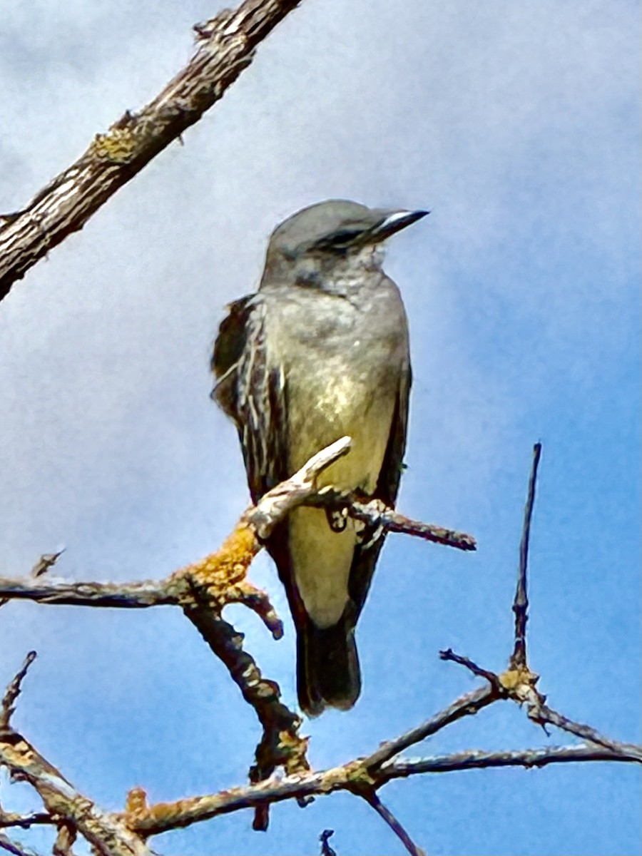 Cassin's Kingbird - ML643565389