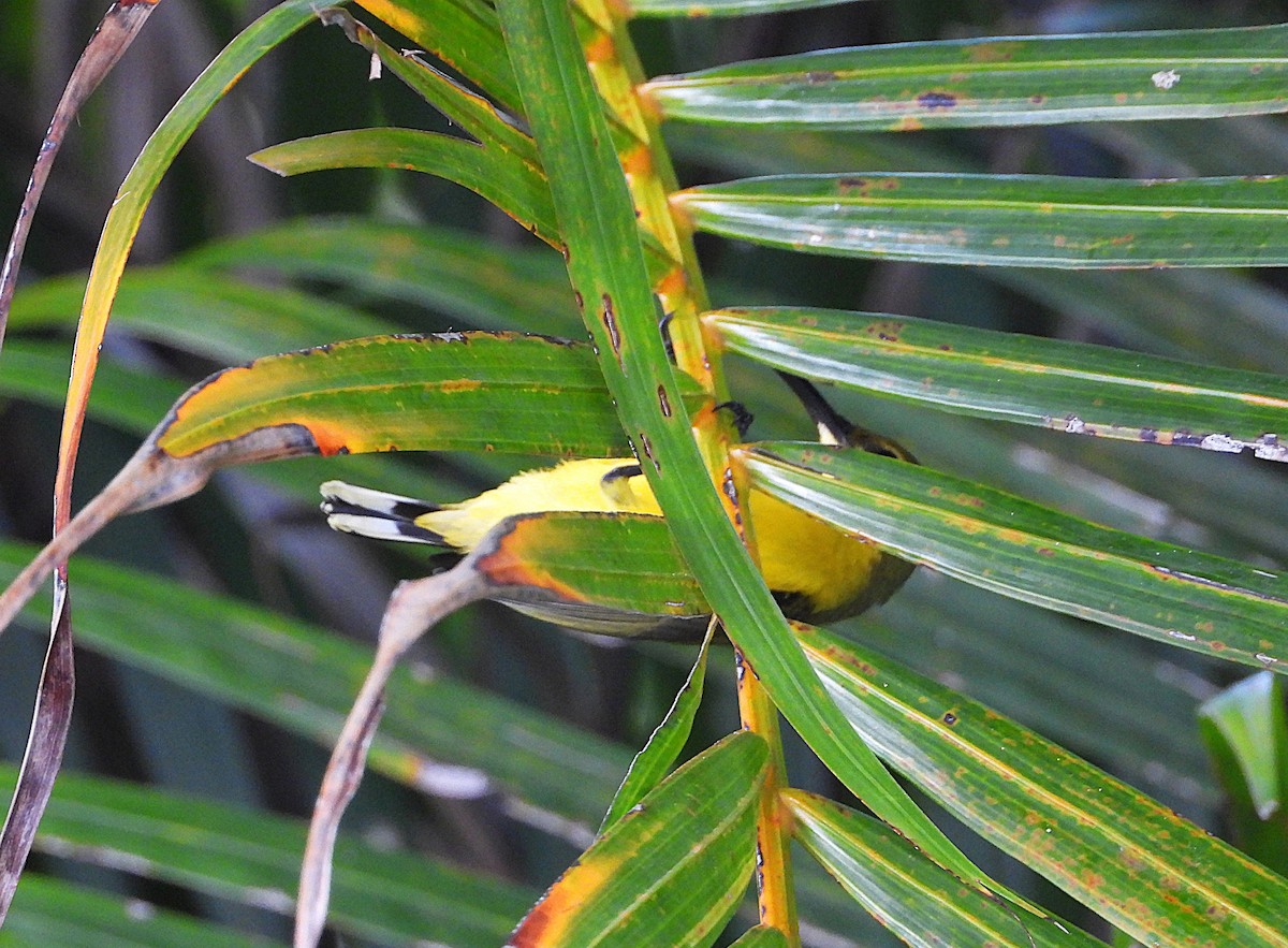 Sahul Sunbird - ML643565391