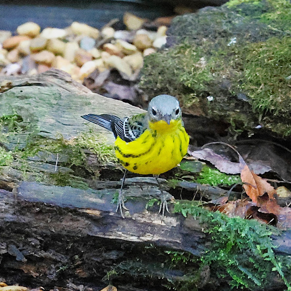 Magnolia Warbler - ML643565394
