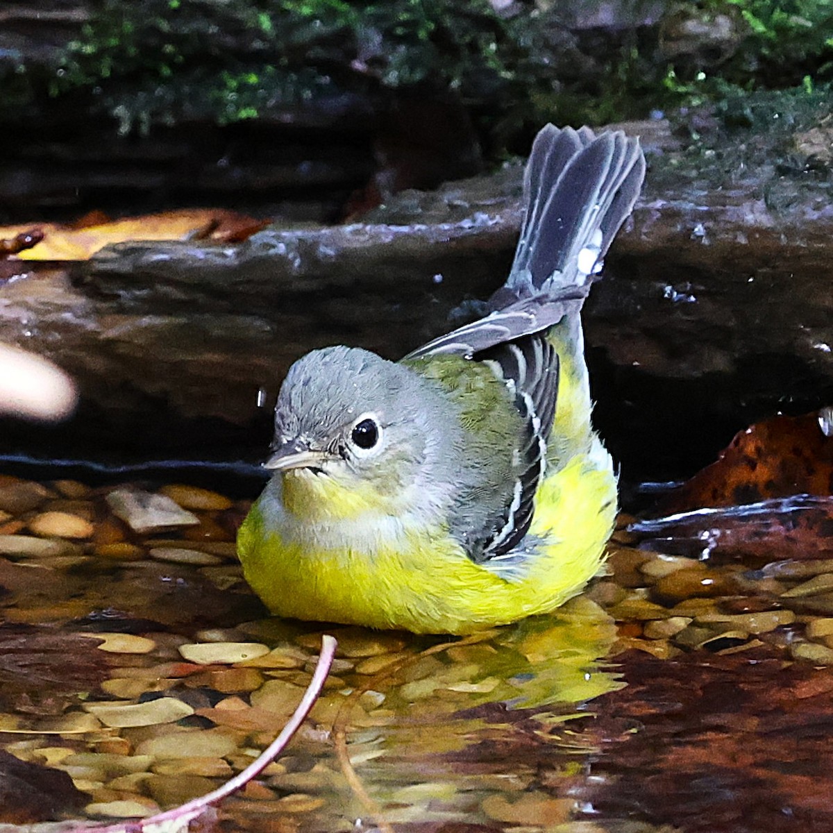 Magnolia Warbler - ML643565395