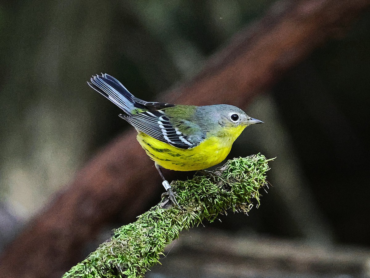 Magnolia Warbler - ML643565396