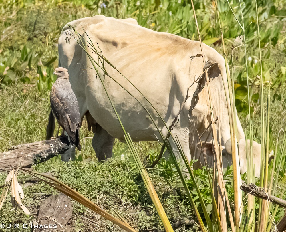Savanna Hawk - ML643565415