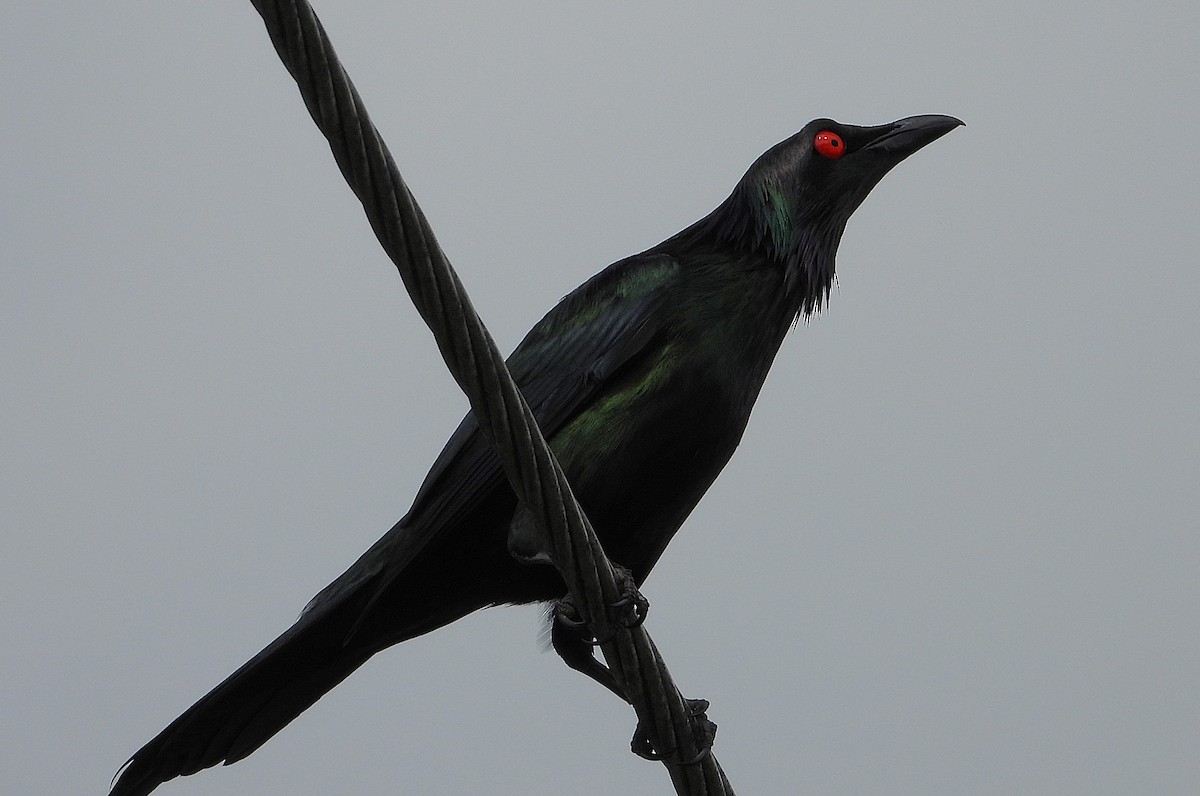 Metallic Starling - ML643565428