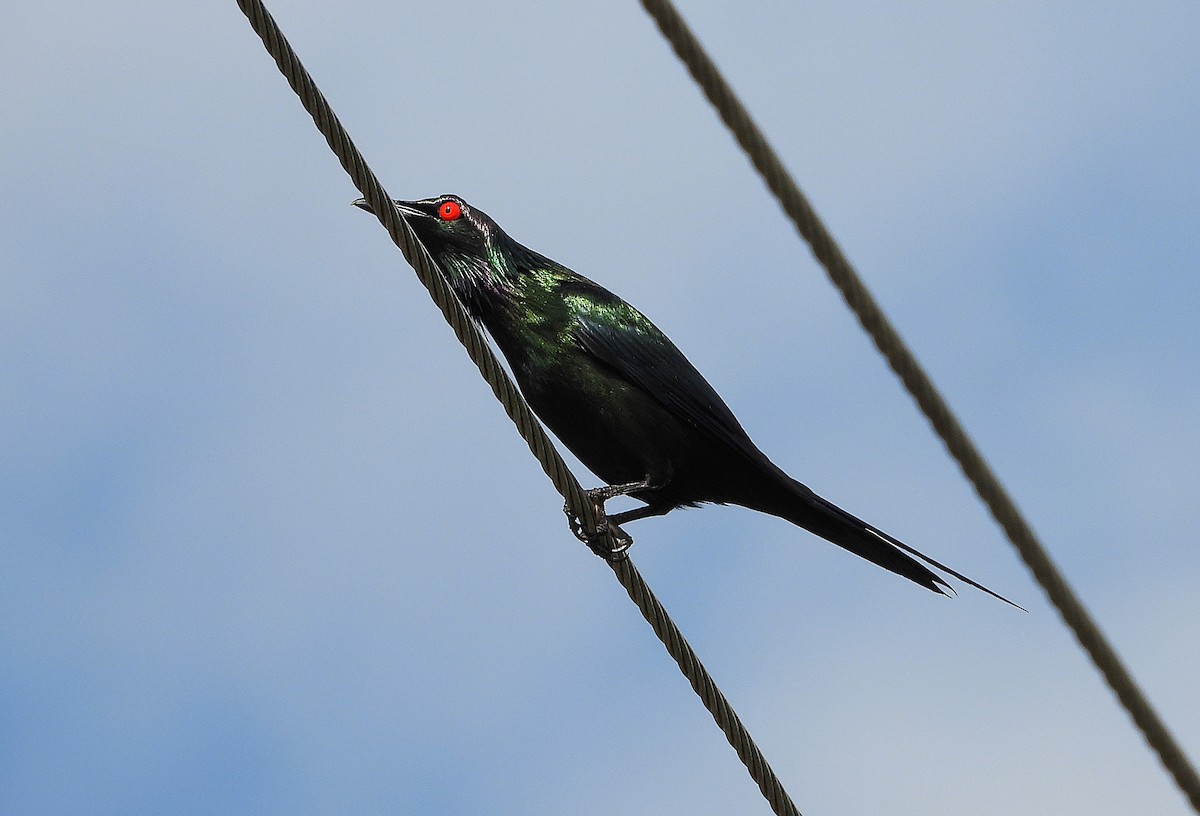 Metallic Starling - ML643565430
