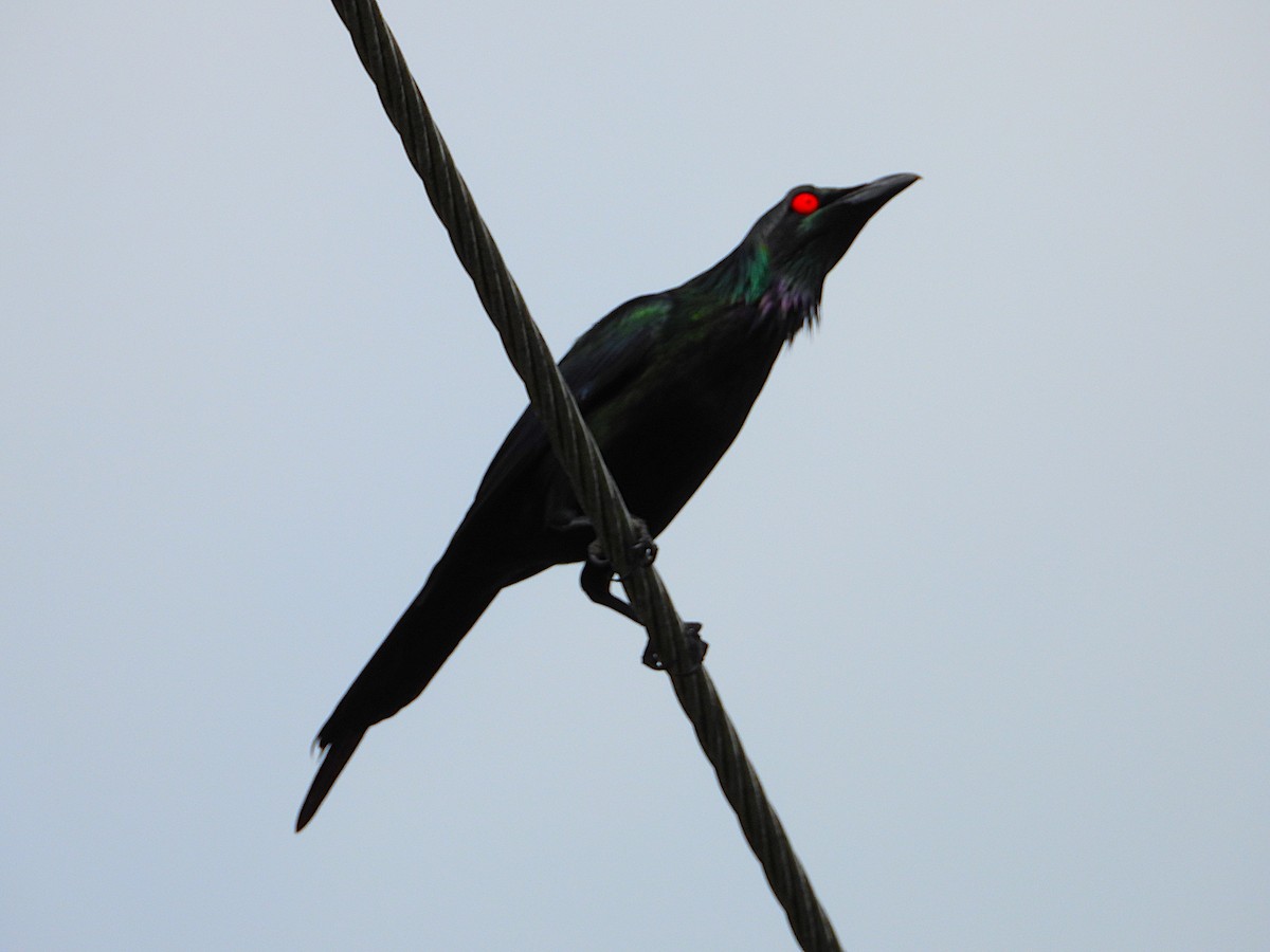 Metallic Starling - ML643565432