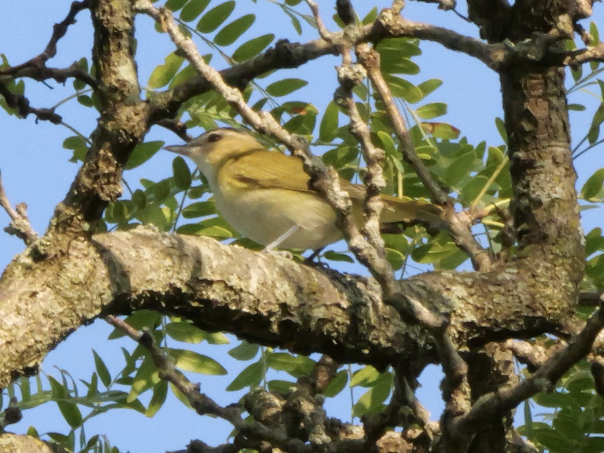 Red-eyed Vireo - ML643565466