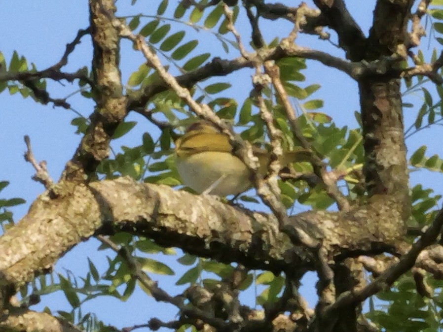 Red-eyed Vireo - ML643565467