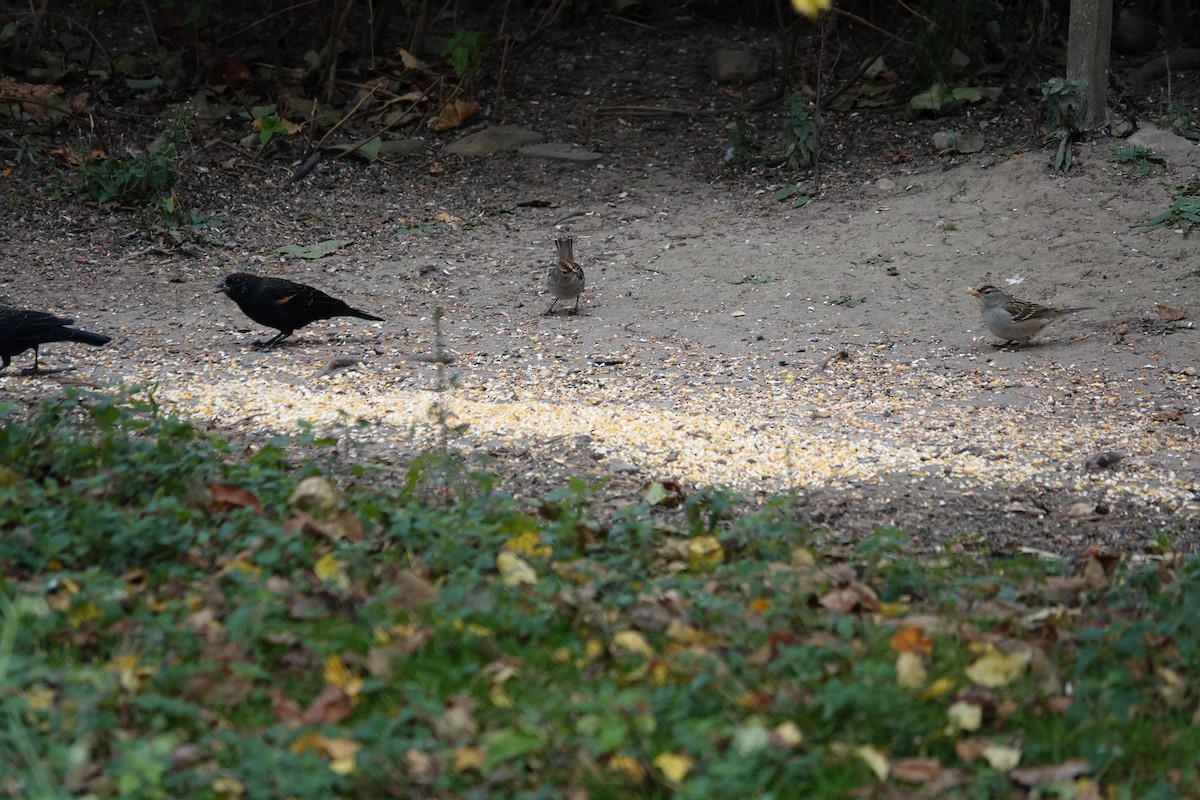 Red-winged Blackbird - ML643565472