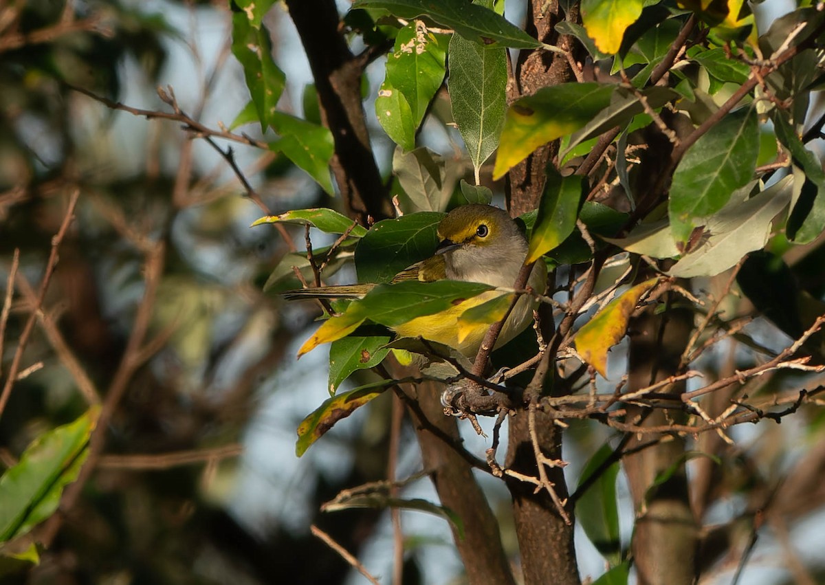 hvitøyevireo - ML643565480