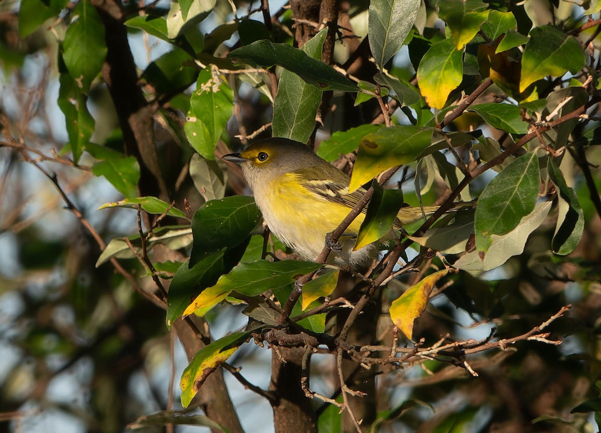 hvitøyevireo - ML643565481
