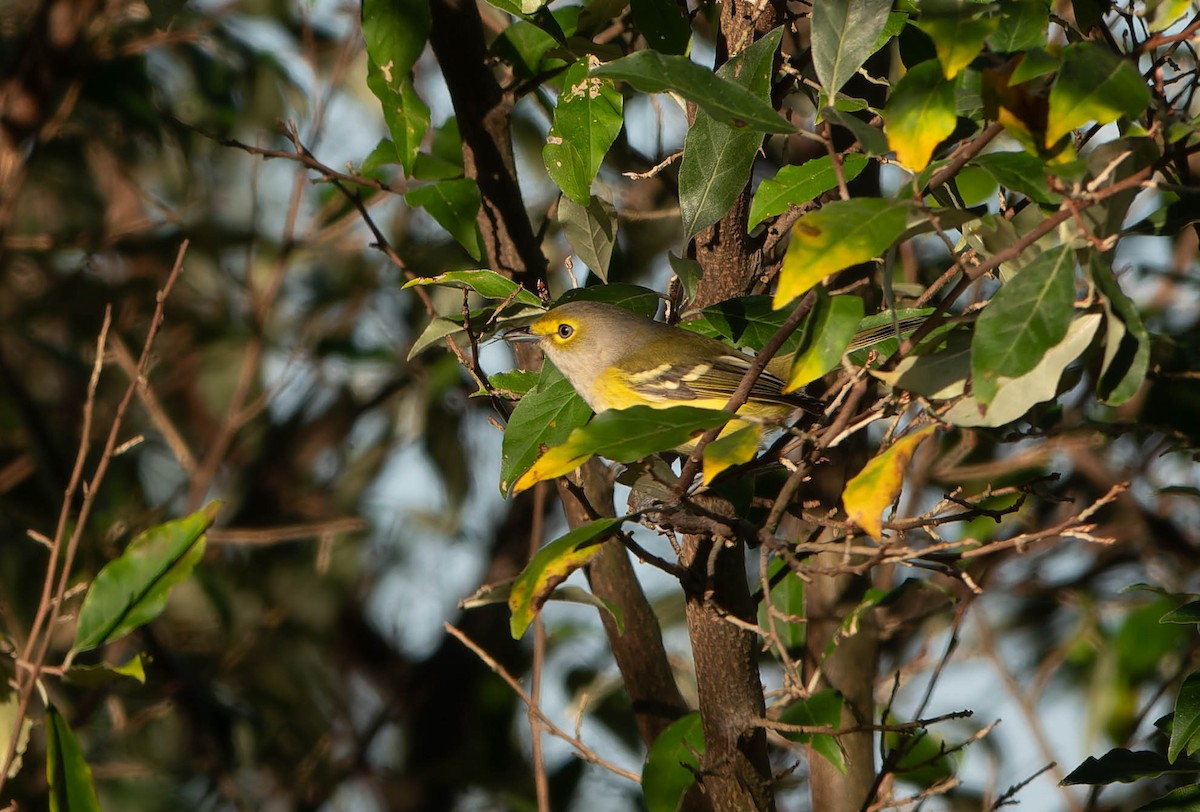 hvitøyevireo - ML643565482