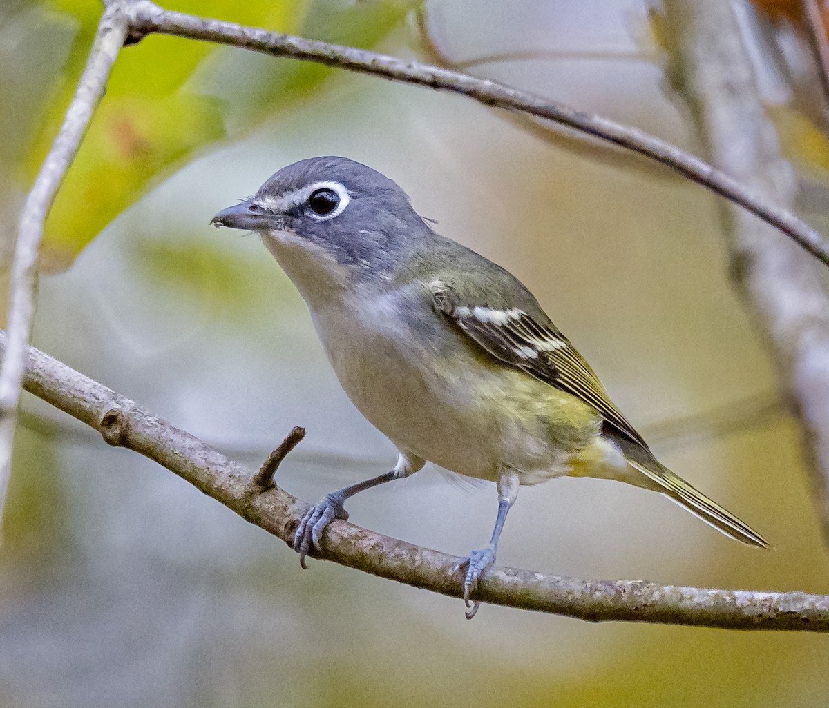 Vireo Solitario - ML643565491