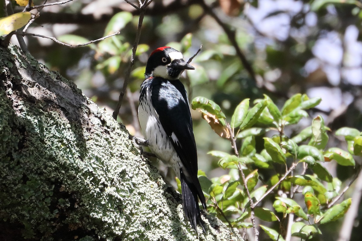 Acorn Woodpecker - ML643565492