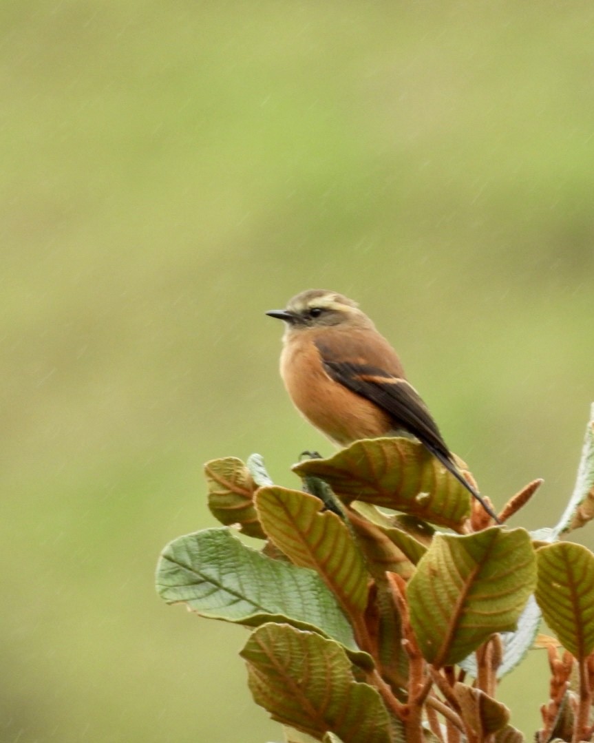 Brown-backed Chat-Tyrant - ML643565514